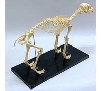 Modèle de Squelette de Chien Modèle d'enseignement vétérinaire Modèle Anatomique de Chien 64CM * 20C * 30CM Démonstratio