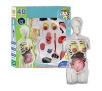 Modèle de squelette de grossesse Jouet éducatif - Modèles d'anatomie Corps humain Outils pédagogiques Instruments Étudiants École Maison Préscolaire Expériences de biologie Détaillées Rimovibil