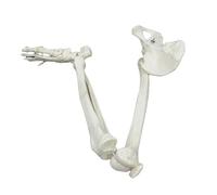 Modèle de squelette de jambe adulte, modèle d'articulation, os des membres inférieurs amovibles, os de la jambe, humérus, os du pied for l'enseignement des sciences