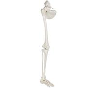 Modèle de squelette de jambe humaine, modèle de squelette anatomique des membres inférieurs humains, taille réelle, comprend tous les os de jambe et l'articulation de la hanche amovible pour