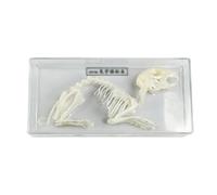 Modèle de squelette de lapin, modèle de spécimen d'os de lézard de squelette d'animal réel avec vitrine, outils pédagogiques de biologie/sciences for étudiants for l'enseignement scientifique 1:1