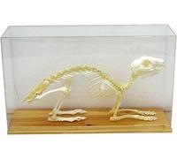 Modèle de squelette de lapin - Sculpture réaliste d'os d'animal avec vitrine for l'éducation scientifique et la décoration intérieure