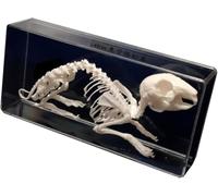 Modèle de squelette de lapin - Spécimen d'anatomie animale réaliste for l'enseignement de la biologie et des sciences