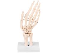 Modèle de Squelette de Main Anatomique Grandeur Nature, Outil d’étude des articulations de la Main à des Fins médicales, Structure détaillée des os de la Main Humaine avec Base en