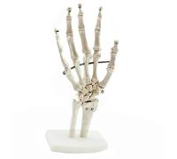 Modèle de squelette de main humaine, modèle orthopédique d'articulation de la main, communication orthopédique médecin-patient, os du poignet, os métacarpiens et phalanges