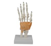 Modèle de squelette de main mobile réaliste pour les étudiants en médecine étude d ' anatomie et référence artistique modèle de squelette de main articulé réaliste