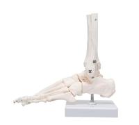 Modèle de squelette de main, réplique grandeur nature, montrant le cubitus et le radius for les cours de sciences médicales Moules pédagogiques