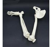 Modèle de squelette de membre inférieur de taille adulte avec hanche, fémur tibia, anatomie du pied, outil d'enseignement médical (avec hanche)
