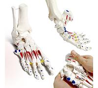 Modèle de squelette de pied élastique, avec partie de tibia - Cordelette en fibula avec élastique - Coulée naturelle pour une représentation précise - Modèle de pied pour les kinématiques