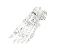 Modèle de squelette de pied gauche et de cheville humain transparent pour démonstrations en classe et utilisation en laboratoire Anatomie en PVC