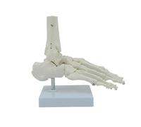 Modèle de squelette de pied humain en PVC pour l'enseignement des démonstrations cliniques et de la recherche anatomique, anatomie en salle de classe