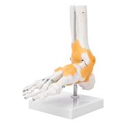 Modèle de squelette de pied, modèle anatomique d'articulation de cheville de pied de ligament de squelette humain adulte