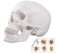 Modèle de Squelette de tête d'anatomie Humaine Adulte Grandeur Nature, Comprenant Une Dentition complète, Une Calotte crânienne Amovible et des marquages articulés