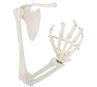 Modèle de squelette du bras droit, squelette humain anatomiquement précis, manuel détaillé du produit for la classe de sciences Moules pédagogiques