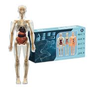 Modèle de Squelette du Corps Humain, Jouet Modèle Anatomique 3D Du Corps Humain Avec Muscles Pour, Outil Pédagogique pour Salle de Classe École Maternelle Primaire et Maison