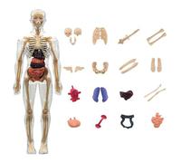 Modèle de Squelette du Corps Humain | Kit Scientifique Interactif 3D sur les Os du Corps Humain - Outil Pédagogique de Physiologie pour École Maternelle Primaire Enseignants Bibliothèque Maison Éducat