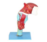 Modèle de squelette du larynx humain avec 55 indicateurs numériques, modèle d'anatomie de la gorge de taille réelle (18 cm), composé de 5 parties détachables. Humain Amovible des