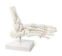 Modèle de squelette du pied humain, pied droit et cheville avec support tibia-péroné entièrement conçu for l'anatomie du système squelettique médical Moules pédagogiques