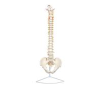 Modèle de squelette humain 34 pouces, modèle de colonne vertébrale grandeur nature avec nerfs, vertèbres, bassin masculin, anatomie du squelette for l'enseignement des sciences