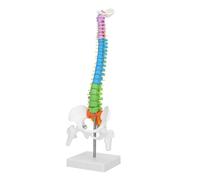 Modèle de squelette humain 45 cm, modèle de colonne vertébrale flexible et coloré avec bassin et fémur, anatomie humaine for exercices de fixation osseuse médicale