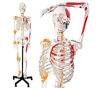 Modèle De Squelette Humain, 67 Pouces / 170cm, Taille Réelle 1:1 | Modèle Anatomique EVOTECH SCIENTIFIC Pour L'Enseignement Et La Démonstration En Anatomie, Avec Manuel Pédagogique