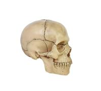 Modèle de squelette humain amovible en 15 parties, modèle de crâne humain for l'enseignement médical en clinique Moules pédagogiques