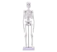 Modèle de squelette humain de 17,7 pouces, modèle d'anatomie médicale avec bras et jambes amovibles for cabinet dentaire, laboratoire scientifique et salle de classe Moules pédagogiques