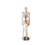 Modèle de squelette humain de 85 cm avec nerfs et vaisseaux sanguins for l'étude de l'anatomie