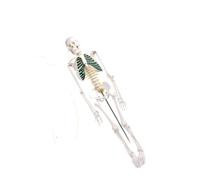 Modèle de squelette humain de 85 cm for l'anatomie, système squelettique complet en PVC avec articulations mobiles et os détachables
