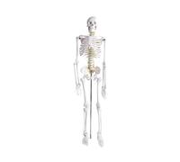 Modèle de squelette humain de 85 cm for l'enseignement de l'anatomie - Squelette amovible en PVC avec crâne, colonne vertébrale et articulations mobiles