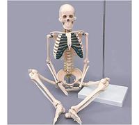 Modèle De Squelette Humain De 85cm - Modèle D’os Squelette Grandeur Nature avec Enseignement des Ligaments Modèle De Squelette pour L’Affichage D’étude Enseignement Médical