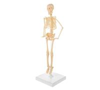 Modèle de squelette humain for l'apprentissage de l'anatomie, mannequin éducatif en PVC avec base, 10,5 x 10,5 x 35 cm.