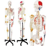 Modèle de squelette humain grandeur nature avec nerfs spinaux, points d'insertion musculaire et support roulant, 1 ensemble