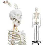 Modèle de squelette humain grandeur nature avec système nerveux et support roulant pour l'anatomie et l'étude médicale