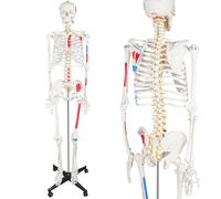 Modèle de squelette humain grandeur nature for l'étude de l'anatomie avec nerfs spinaux et points musculaires, 1 pièces