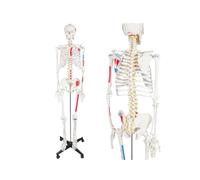 Modèle de Squelette Humain Grandeur Nature for l'étude de l'anatomie - Corps Complet de 71 Pouces, 1 pièce