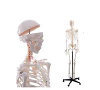 Modèle de squelette humain grandeur nature for l'étude de l'anatomie, système squelettique complet du corps de 180 cm, 1 pièce