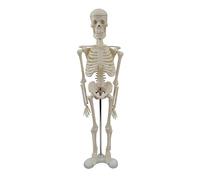 Modèle de squelette humain pour anatomie, squelette humain de 43,2 cm avec bras et jambes mobiles, aide scientifique pour l'étude de la biologie
