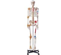 Modèle de squelette humain pour l'anatomie - 182 cm grandeur nature - Modèle de squelette anatomique précis en PVC avec ligaments, bras, jambes et mâchoires mobiles - Avec origine des muscles & points