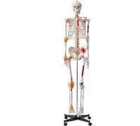 Modèle de squelette humain pour l'anatomie, 182 cm grandeur nature, modèle de squelette précis en PVC avec ligaments, bras, jambes et mâchoires mobiles, avec origine des muscles et points d'insertion