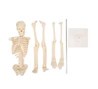 Modèle de Squelette Humain pour l'anatomie et la Recherche - Système squelettique Anatomique Miniature de 33 Pouces avec articulations articulées et pièces détachables - Matériau