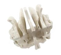 Modèle de squelette humain pour l'anatomie ethmoïde - Aide pédagogique pratique - Fournitures d'hôpital temporel - Squelette humain - Anatomie temporelle - Idéal pour les médecins et l'orthopédie