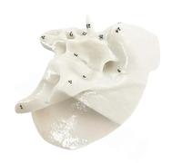 Modèle de squelette humain pour l'anatomie ethmoïde - Aide pédagogique pratique - Fournitures d'hôpital temporaires - Squelette humain - Anatomie du squelette humain - Sphénoïde - Ethmoïde - Outil