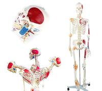 Modèle de squelette humain simulé avec simulation de colonne vertébrale, points musculaires marqués et ligaments articulaires, idéal pour l'enseignement et la formation médicale