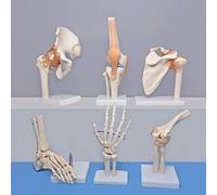 Modèle de squelette mobile avec articulations flexibles pour l'éducation anatomique et l'entraînement médical