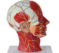 Modèle de Squelette Modèle Anatomique du Cou du crâne Humain - Anatomie Humaine Scientifique - Plan sagittal Modèle de Nerf Musculaire Superficiel Anatomie musculo-squelettique Modèle d'ense