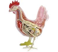 Modèle de Squelette, modèle Anatomique, modèle d'assemblage, modèle Anatomique de Poulet, 32 pièces détachables, modèle Animal Anatomique Scientifique, Jouet Animal, Anatomie des Organes du Poulet