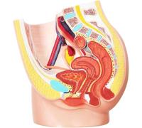 Modèle de squelette pelvien féminin grandeur nature - Anatomie reproductive en deux parties avec muscles et systèmes urinaires à usage pédagogique