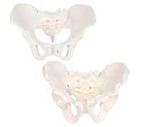 Modèle de squelette pelvien féminin grandeur nature, modèles masculins | Destinés à l'enseignement scientifique et à l'étude(2pcs)