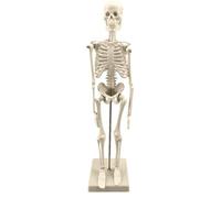 Modèle de squelette pour de 45 cm avec support - Taille réelle | avec articulations mobiles pour études anatomiques et représentations scientifiques